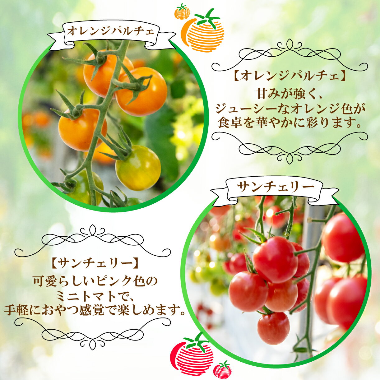 【ふるさと納税】 カラフルミニトマト MIX 約1kg 新鮮野菜 野菜 サラダ にぴったり トマト 予約受付 - 画像3