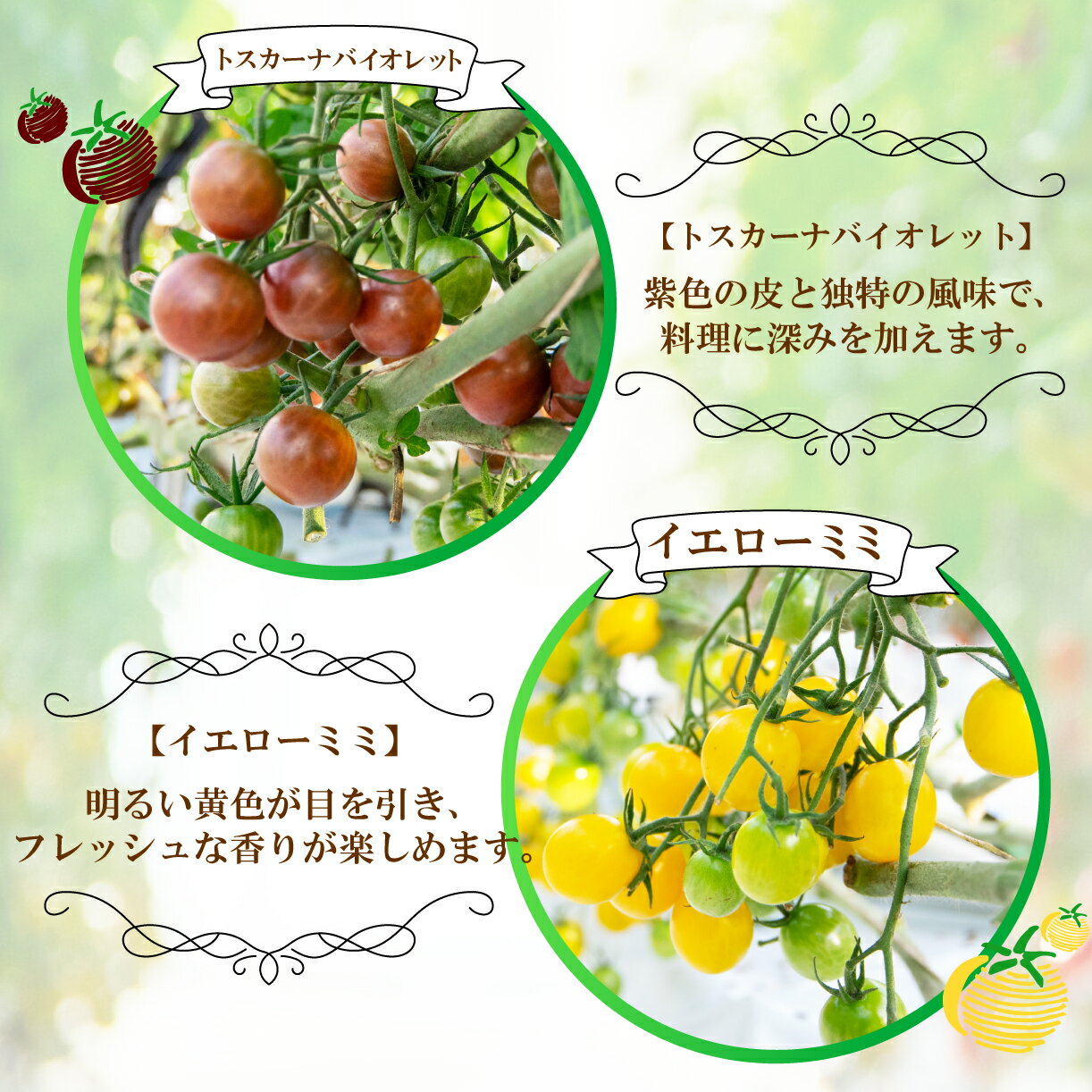 【ふるさと納税】 カラフルミニトマト MIX 約1kg 新鮮野菜 野菜 サラダ にぴったり トマト 予約受付 - 画像2