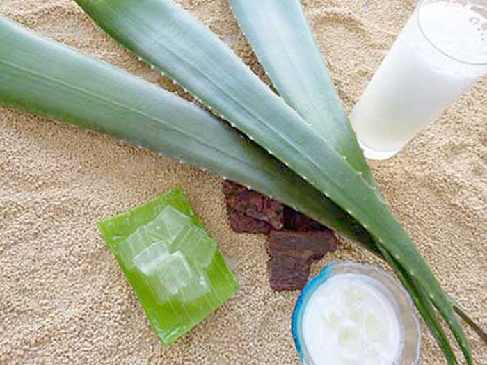 G2*【定期便 全2回】伊東産オーガニック アロエベラ生葉 半年に2回発送