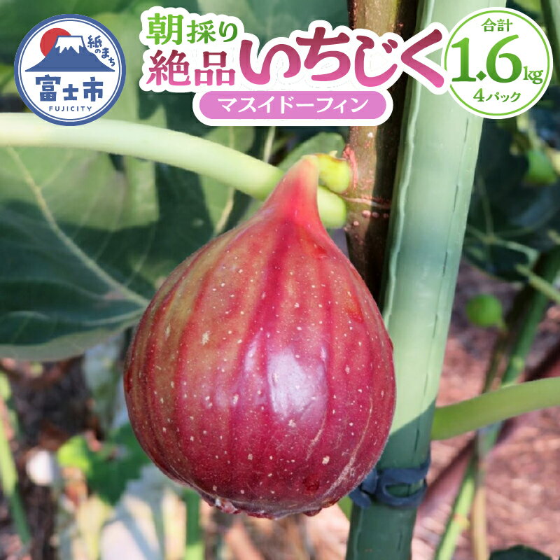 いちじく 朝採り マスイドーフィン 400g×4パック 期間限定 冷蔵 絶品 とれたて 果物 フルーツ 減農薬 減肥料 富士市 【配送不可地域：沖縄・離島】 [sf001-074]