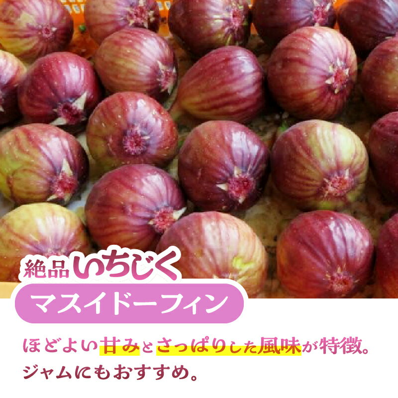 【ふるさと納税】 いちじく 朝採り マスイドーフィン 400g×4パック 期間限定 冷蔵 絶品 とれたて 果物 フルーツ 減農薬 減肥料 富士市 【配送不可地域：沖縄・離島】 [sf001-074] サムネイル3