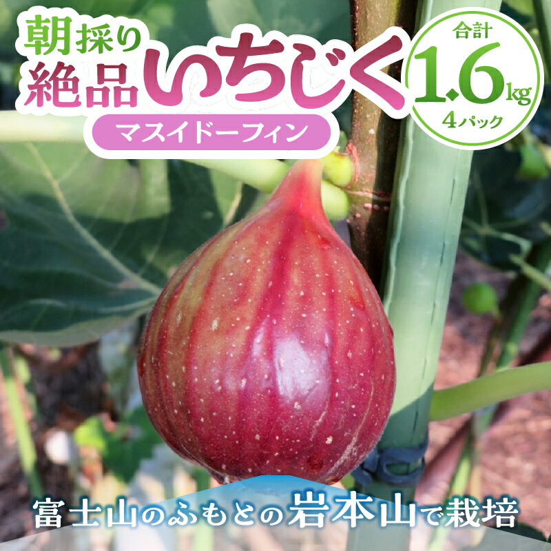 【ふるさと納税】 いちじく 朝採り マスイドーフィン 400g×4パック 期間限定 冷蔵 絶品 とれたて 果物 フルーツ 減農薬 減肥料 富士市 【配送不可地域：沖縄・離島】 [sf001-074] サムネイル2