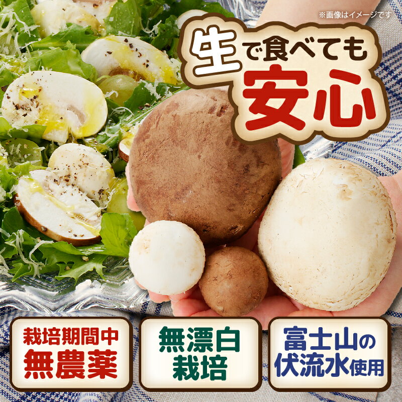【ふるさと納税】 長谷川農産の美味しいマッシュルームセット 無農薬・無漂白栽培 ホワイト種(大×2個、小×1パック) ブラウン種(大×4個、小×1パック) 富士山麓 マッシュルームファーム 産地直送 高品質 きのこ キノコ ギフト 野菜 長谷川農産 静岡県 富士市 [sf002-005] - 画像3