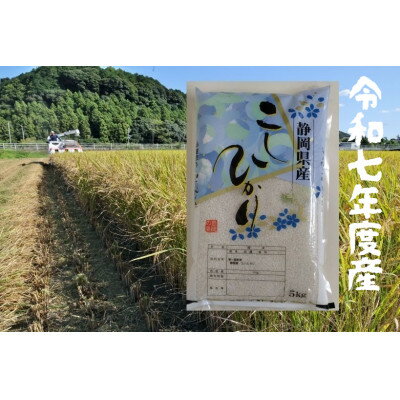 静岡こしひかり 精米 5kg【1680074】