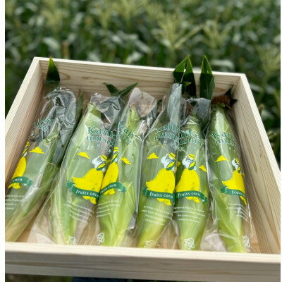 【ふるさと納税】【2026年6月～7月順次発送】とうもろこし 6本 甘々娘(A品) 朝採り スイートコーン【配送不可地域：離島・北海道・沖縄県・東北・中国・四国・九州】【1713797】 - 画像2