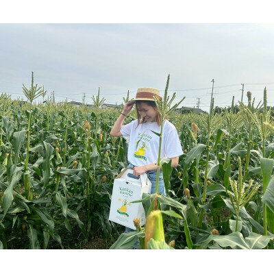 【ふるさと納税】【2026年6月～7月順次発送】とうもろこし 6本 甘々娘(A品) 朝採り スイートコーン【配送不可地域：離島・北海道・沖縄県・東北・中国・四国・九州】【1713797】 - 画像3