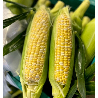 【2026年6月～7月順次発送】とうもろこし 12本 甘々娘(A品) 朝採り スイートコーン【配送不可地域：離島・北海道・沖縄県・東北・中国・四国・九州】【1713799】