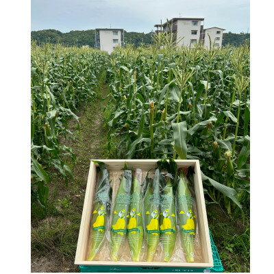 【ふるさと納税】【2026年6月～7月順次発送】とうもろこし 12本 甘々娘(A品) 朝採り スイートコーン【配送不可地域：離島・北海道・沖縄県・東北・中国・四国・九州】【1713799】 - 画像2