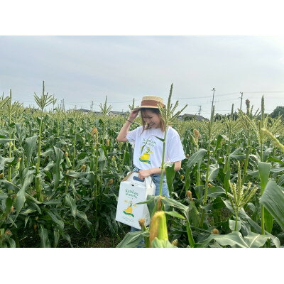 【ふるさと納税】【2026年6月～7月順次発送】とうもろこし 12本 甘々娘(A品) 朝採り スイートコーン【配送不可地域：離島・北海道・沖縄県・東北・中国・四国・九州】【1713799】 - 画像3