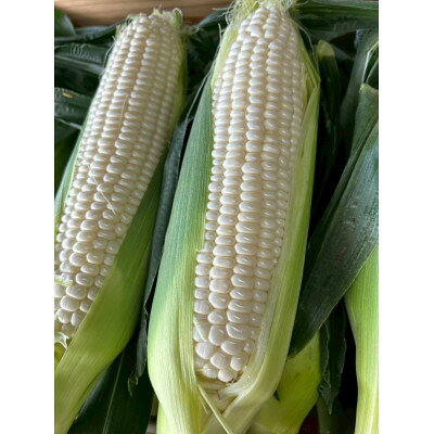 【2026年6月～7月順次発送】とうもろこし ホワイト 訳あり 5kg 朝採り スイートコーン【配送不可地域：離島・北海道・沖縄県・東北・中国・四国・九州】【1713807】
