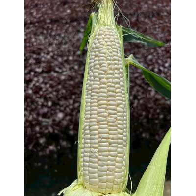 【ふるさと納税】【2026年6月～7月順次発送】とうもろこし ホワイト 訳あり 5kg 朝採り スイートコーン【配送不可地域：離島・北海道・沖縄県・東北・中国・四国・九州】【1713807】 - 画像2