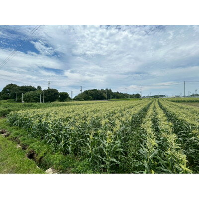 【ふるさと納税】【2026年6月～7月順次発送】とうもろこし ホワイト 30本 A品 朝採りスイートコーン 雪の妖精【配送不可地域：離島・北海道・沖縄県・東北・中国・四国・九州】【1713808】 - 画像3