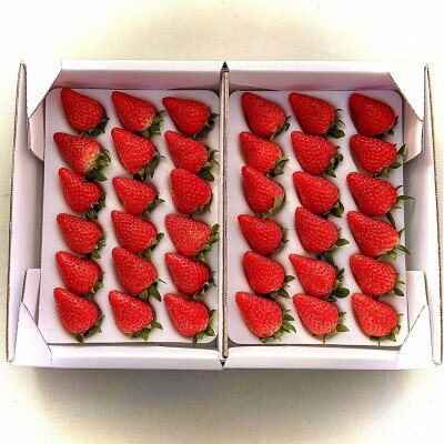 大粒18粒×4パック!先行予約/2025年12月上旬発送開始!抜群の美味しさ!静岡限定きらぴ香いちご_ いちご 苺 果物 くだもの フルーツ 食べ比べ セット 静岡県 【配送不可地域：離島・北海道・沖縄県・東北・中国・四国・九州】【1491168】