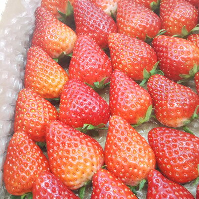 【ふるさと納税】大粒18粒×4パック!先行予約/2025年12月上旬発送開始!抜群の美味しさ!静岡限定きらぴ香いちご_ いちご 苺 果物 くだもの フルーツ 食べ比べ セット 静岡県 【配送不可地域：離島・北海道・沖縄県・東北・中国・四国・九州】【1491168】 サムネイル2