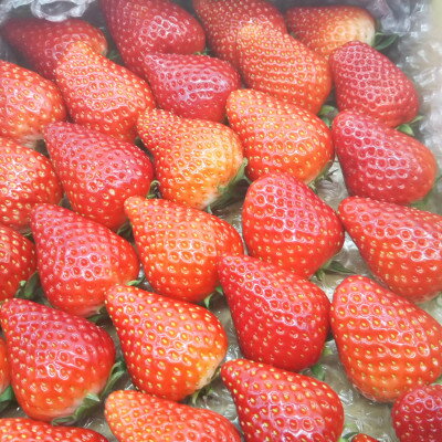 【ふるさと納税】大粒18粒×4パック!先行予約/2025年12月上旬発送開始!抜群の美味しさ!静岡限定きらぴ香いちご_ いちご 苺 果物 くだもの フルーツ 食べ比べ セット 静岡県 【配送不可地域：離島・北海道・沖縄県・東北・中国・四国・九州】【1491168】 サムネイル3