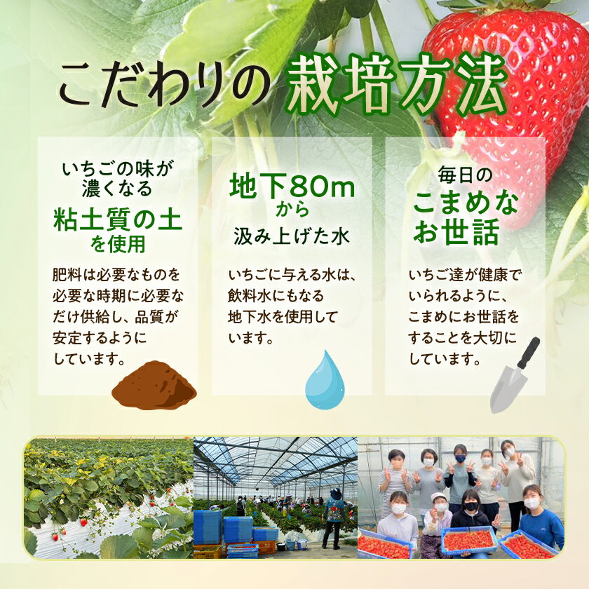 【ふるさと納税】先行予約/2025年12月上旬発送開始!抜群の美味しさ!静岡限定:きらぴ香いちご 280g×2パック_ いちご イチゴ 苺 きらぴ香 ストロベリー 静岡 果物 くだもの フルーツ デザート 【配送不可地域：離島・北海道・沖縄県・東北・中国・四国・九州】【1451174】 サムネイル3