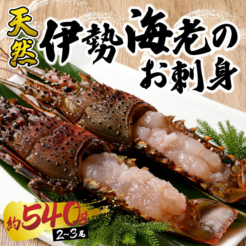 【ふるさと納税】 伊勢海老 えび 殻付き 刺身 冷凍 お造り セット 焼津 約540g （2〜3匹） お刺身用に加工済 a30-171 サムネイル2