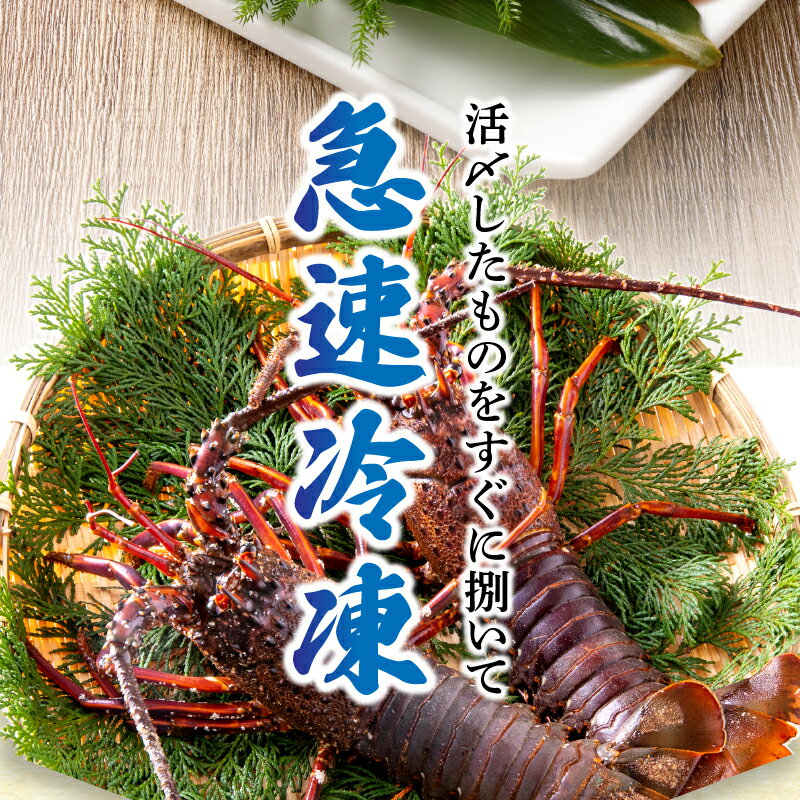 【ふるさと納税】 伊勢海老 えび 殻付き 刺身 冷凍 お造り セット 焼津 約540g （2〜3匹） お刺身用に加工済 a30-171 サムネイル3