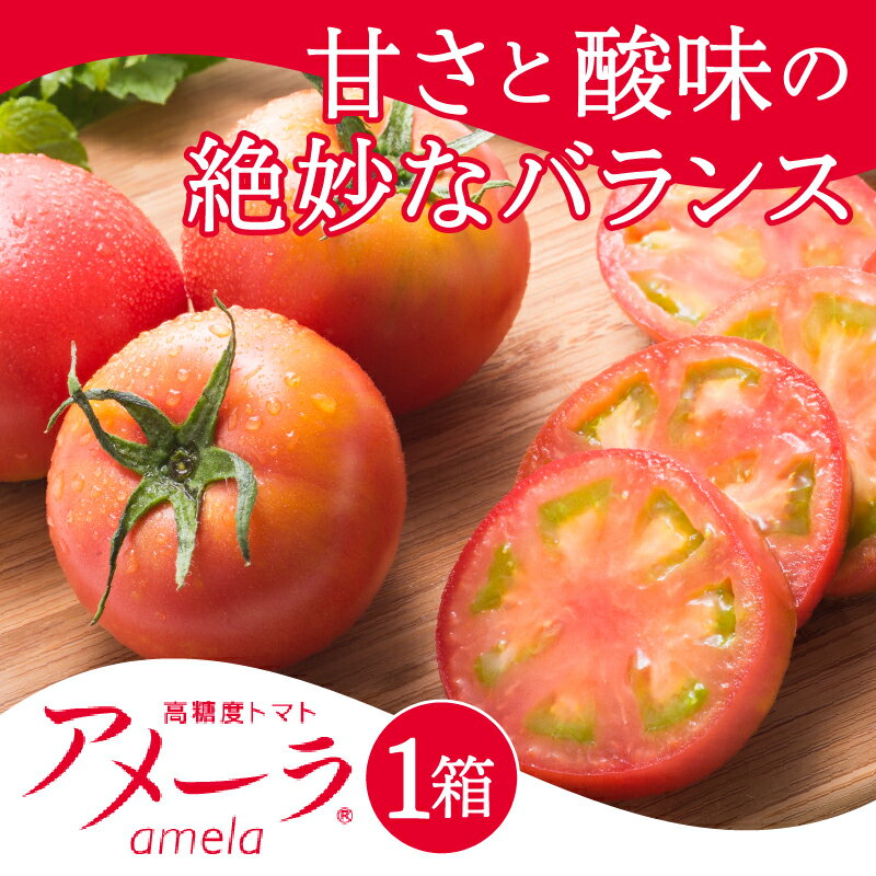 【ふるさと納税】 トマト 野菜 焼津 アメーラトマト 高糖度 産地 直送 化粧箱入 a10-371 サムネイル3
