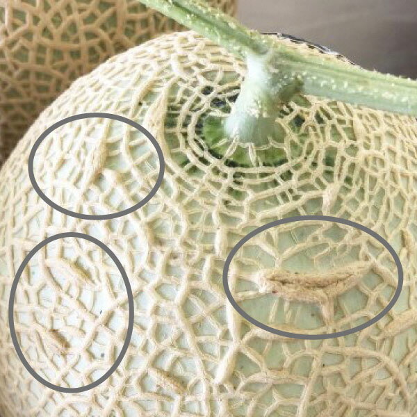 【ふるさと納税】 訳あり マスクメロン フルーツ 果物 規格外 傷 焼津 約1.4〜1.5kg×1玉 静岡マスクメロン 【1玉】 a12-068 サムネイル2