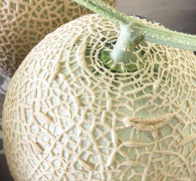 【ふるさと納税】 定期便 3回 訳あり メロン 焼津 静岡マスクメロン 毎月1玉 フルーツ 果物 a36-008 サムネイル2