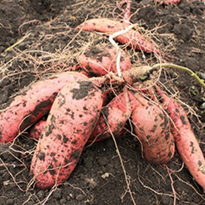 【ふるさと納税】静岡県掛川市　おいもやの焼き芋8袋セット_ さつまいも やきいも 焼き芋 焼いも スイーツ レンチン 冷蔵 人気 おすすめ 送料無料 贈答 ギフト 【配送不可地域：離島・北海道・沖縄県・四国・九州】【1100952】 - 画像2