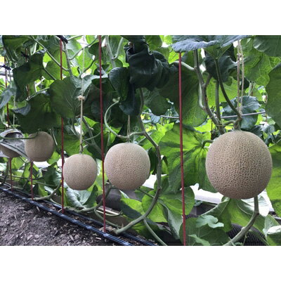 【ふるさと納税】静岡県産　高級アローマメロン　白級 約1.4kg× 4玉( 2玉×2箱 )【配送不可地域：離島・北海道・沖縄県】【1133009】 サムネイル3