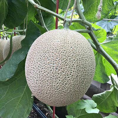 【ふるさと納税】静岡県産　高級アローマメロン　山級約 1.4kg 1玉【配送不可地域：離島・北海道・沖縄県】【1133011】 サムネイル2