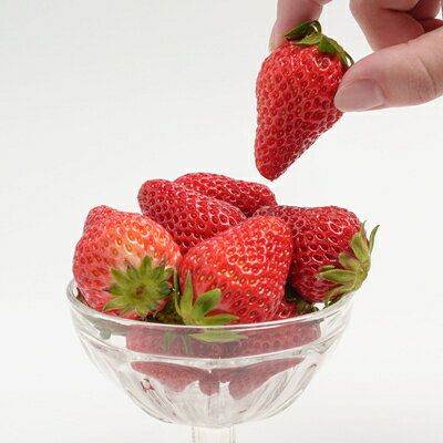 【ふるさと納税】静岡県掛川市産　ミズノ農園の完熟いちご　『紅ほっぺ』約280g×4パック【配送不可地域：離島・北海道・沖縄県・東北・中国・四国・九州】【1140800】 サムネイル3