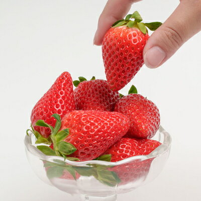 【ふるさと納税】静岡県掛川市産　ミズノ農園の完熟いちご「すずの薫り」　約280g×4パック【配送不可地域：離島・北海道・沖縄県・東北・中国・四国・九州】【1490919】 サムネイル3