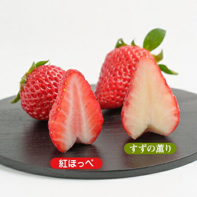 【ふるさと納税】静岡県掛川市産　ミズノ農園の完熟いちご「紅ほっぺ」「すずの薫り」2種各2パック食べ比べセット【配送不可地域：離島・北海道・沖縄県・東北・中国・四国・九州】【1490920】 サムネイル3