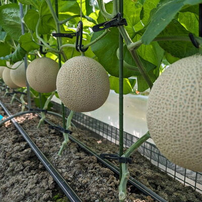 【ふるさと納税】静岡暗室マスクメロン アローマ印　　　　　白級約1.45kg以上　2玉【配送不可地域：離島・北海道・沖縄県】【1502264】 サムネイル3