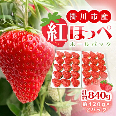 【2026年出荷先行予約】総重量約840g【掛川市産】いちご・紅ほっぺ ホールパック　(2パック入)【配送不可地域：離島・北海道・沖縄県・四国・九州】【1635325】