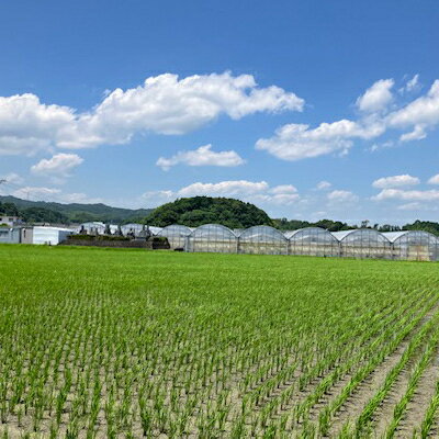 【ふるさと納税】【2026年出荷先行予約】総重量約840g【掛川市産】いちご・紅ほっぺ ホールパック　(2パック入)【配送不可地域：離島・北海道・沖縄県・四国・九州】【1635325】 サムネイル3