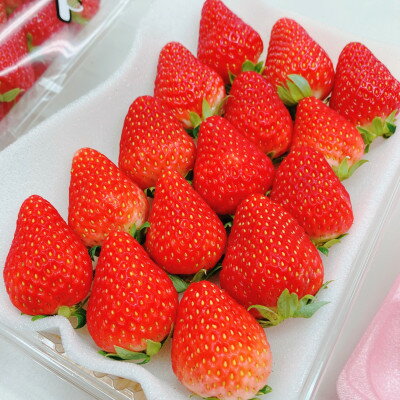 【2026年出荷先行予約】総重量約540g【掛川市産いちご】紅ほっぺ DXパック(2パック入)【配送不可地域：離島・北海道・沖縄県・四国・九州】【1635327】
