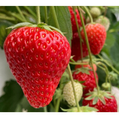 【ふるさと納税】【2026年出荷先行予約】総重量約540g【掛川市産いちご】紅ほっぺ DXパック(2パック入)【配送不可地域：離島・北海道・沖縄県・四国・九州】【1635327】 サムネイル2