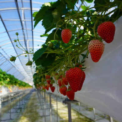 【ふるさと納税】【2026年出荷先行予約】総重量約540g【掛川市産いちご】紅ほっぺ DXパック(2パック入)【配送不可地域：離島・北海道・沖縄県・四国・九州】【1635327】 サムネイル3