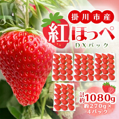 【2026年出荷先行予約】総重量約1080g【掛川市産】いちご・紅ほっぺ DXパック(4パック入)【配送不可地域：離島・北海道・沖縄県・四国・九州】【1635330】