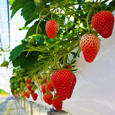 【ふるさと納税】【2026年出荷先行予約】総重量約1080g【掛川市産】いちご・紅ほっぺ DXパック(4パック入)【配送不可地域：離島・北海道・沖縄県・四国・九州】【1635330】 サムネイル2