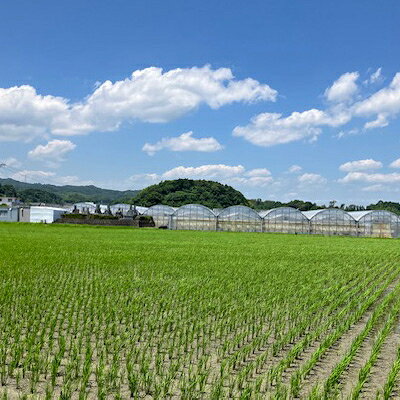 【ふるさと納税】【2026年出荷先行予約】総重量約1080g【掛川市産】いちご・紅ほっぺ DXパック(4パック入)【配送不可地域：離島・北海道・沖縄県・四国・九州】【1635330】 サムネイル3