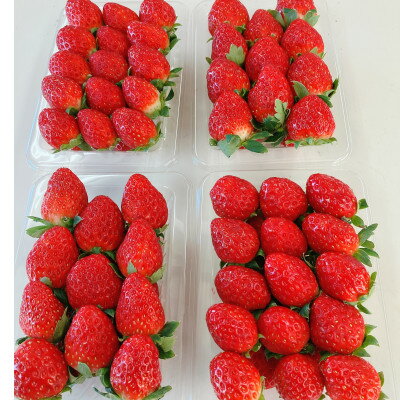 【2025年11月下旬出荷開始】総重量約1000g　掛川市産・紅ほっぺ レギュラーパック 4パック入【配送不可地域：離島・北海道・沖縄県・四国・九州】【1635351】