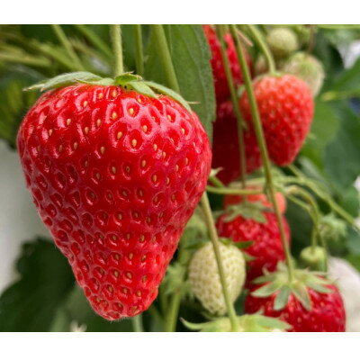 【ふるさと納税】【2025年11月下旬出荷開始】総重量約1000g　掛川市産・紅ほっぺ レギュラーパック 4パック入【配送不可地域：離島・北海道・沖縄県・四国・九州】【1635351】 サムネイル2