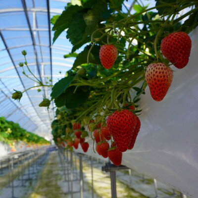 【ふるさと納税】【2025年11月下旬出荷開始】総重量約1000g　掛川市産・紅ほっぺ レギュラーパック 4パック入【配送不可地域：離島・北海道・沖縄県・四国・九州】【1635351】 サムネイル3