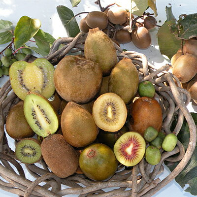 【ふるさと納税】掛川産 カラフルキウイ 3種6個と キウイミニジャム 3個セット キウイフルーツカントリー　5884【配送不可地域：離島・北海道・沖縄県・四国・九州】【1652676】 サムネイル3