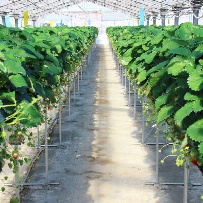 【ふるさと納税】紅ほっぺセット(4パック)【配送不可地域：離島・北海道・沖縄県・四国・九州】【1676900】 サムネイル3