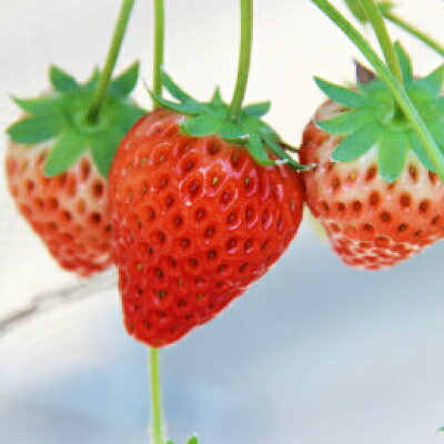 【ふるさと納税】紅ほっぺ・きらぴ香食べ比べセット(各4パック　計8パック)【配送不可地域：離島・北海道・沖縄県・四国・九州】【1676919】 サムネイル3