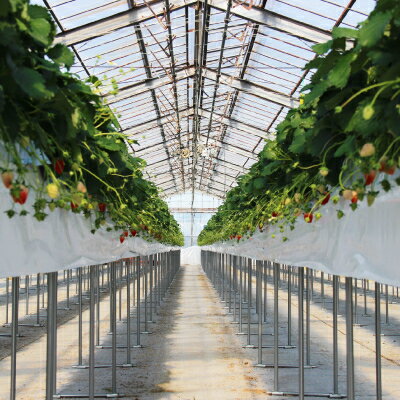 【ふるさと納税】きらぴ香セット(6パック)【配送不可地域：離島・北海道・沖縄県・四国・九州】【1676945】 サムネイル3