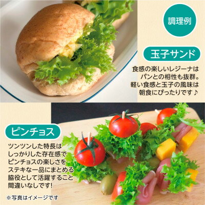 【ふるさと納税】【こだわりの1種×6株】リーフレタス「掛川ラットューガ・レジーナ」【配送不可地域：離島・北海道・沖縄県・四国・九州】【1695451】 - 画像2