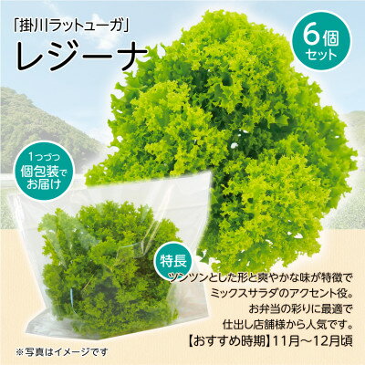【ふるさと納税】【こだわりの1種×6株】リーフレタス「掛川ラットューガ・レジーナ」【配送不可地域：離島・北海道・沖縄県・四国・九州】【1695451】 - 画像3