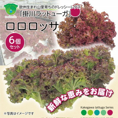 【1種×6株】山里の湧き水育ちリーフレタス「掛川ラットゥーガ・ロロロッサ」【配送不可地域：離島・北海道・沖縄県・四国・九州】【1696202】